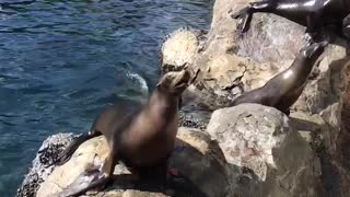 Sea Lion barking crazy wants that food