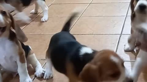 BEAGLE PUPPIES EXERCISE BEFORE FEEDING! 🥰