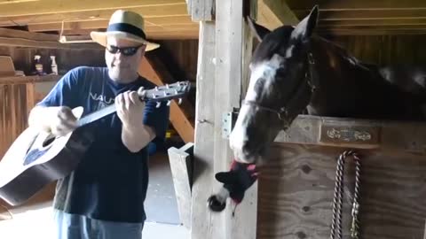 CHUYỆN VUI VỚI LOÀI NGỰA 🇺🇸 FUN WITH HORSES