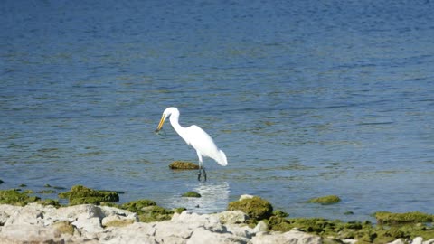 Great White Egret Eating Fish