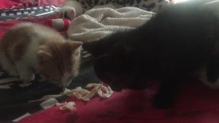 Kittens nibbling on roast chicken