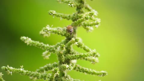 The bee is collecting pollen in the morning