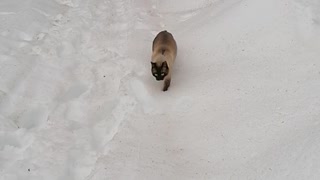 adventure cat lost in the middle of the snow