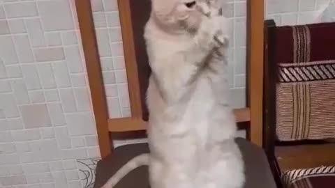 cat asks for food