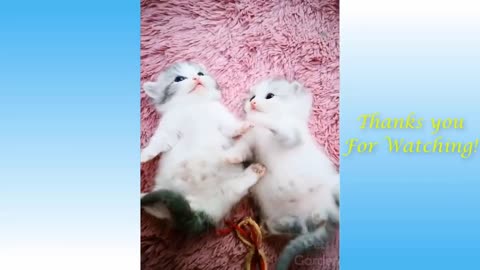 CutePets And Funny Animals