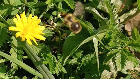 A bee pollinates a flower.