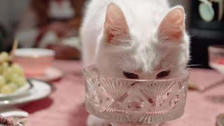 drinking cat