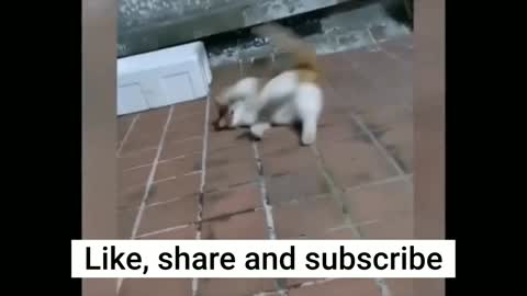 Funniest Cats Videos
