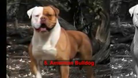 6 Most Dangerous Dog Breeds in the World