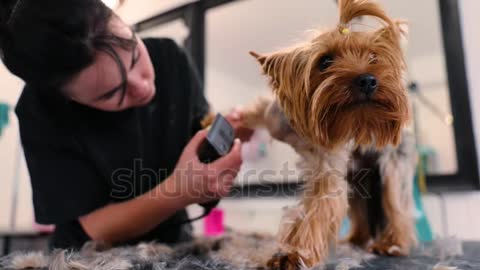 hair cutting of dog
