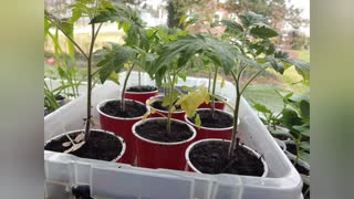 Transplanting Tomato into Larger Cups