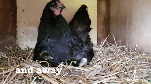 Gallina compasiva ayuda a criar patitos