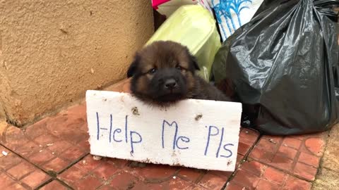 poor puppy abandoned on the street with the sign asking for help T^T