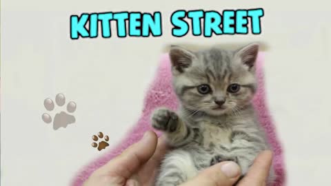 First bath and Feeding a weak street kitten - Whole story#6