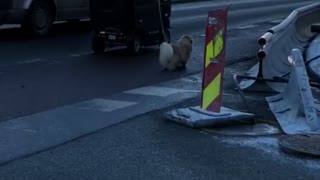 Dog Walks, Human Drives