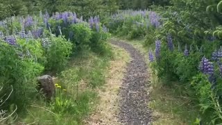 Walk on a fabulous forest walkway