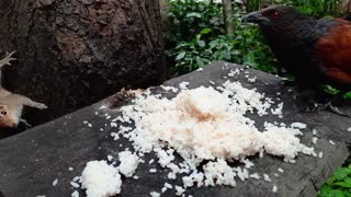 Squirrel shares food with a Coucal