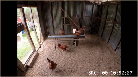 As The Crop Turns S1E4 Chicken Series: chicken, hen, girls, puppies, DIY, farm, bird, off grid