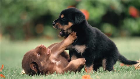 Funniest & Cutest Puppies