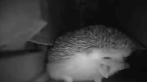 hedgehog pulled and farted at the same time