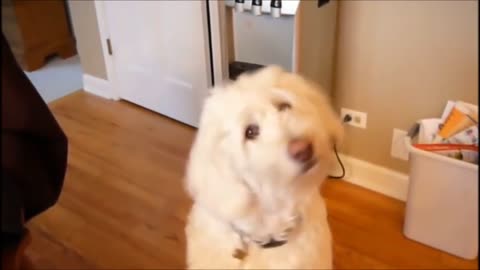 A Funny Video of Dog - that will give you composure to watch more