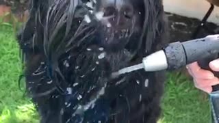 Black dog outside licking water consistently