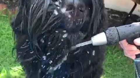 Black dog outside licking water consistently