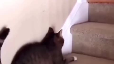 Drinking cat