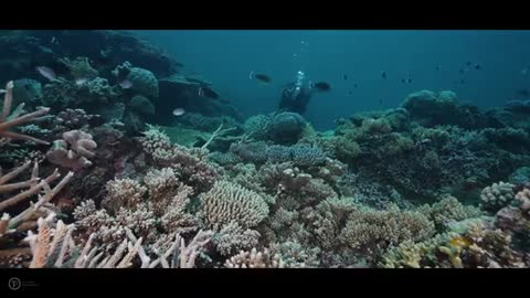 The Incredible GREAT BARRIER REEF _ Cinematic Film