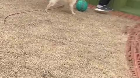 Funny dogs with balls