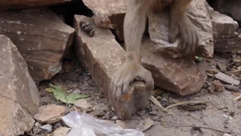 Monkey having lunch 😋||