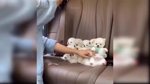 funny and cute Tiktok pets watch !!
