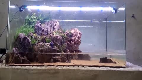 Landscape works in fish tanks（13）