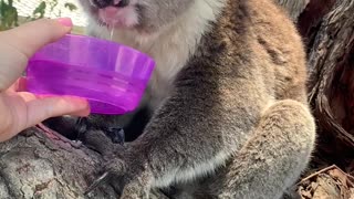 Giving Water to a Thirsty Koala