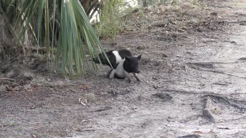 Wild piglets playing in Florida wetlands