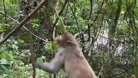 funny monkey moments