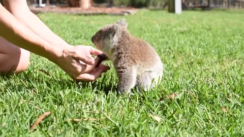 save koala