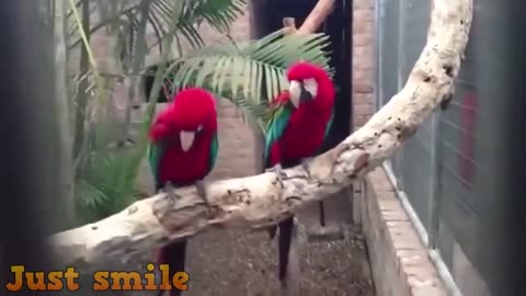 Super Funny parrots compilation #3