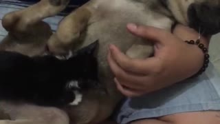 Dog breastfeeding cat