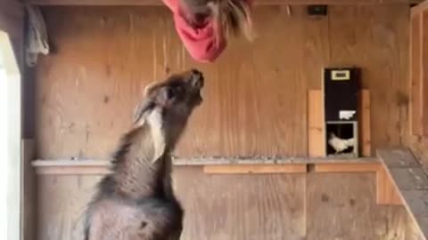 Funny Goat Video