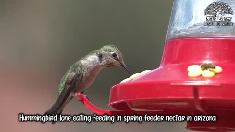 Hummingbird lone eating feeding in spring feeder nectar in arizona