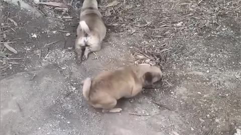 funniest cat and dogs funny vedio