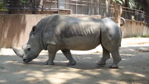 Barcelona Zoo With White Rhino In Enclosure