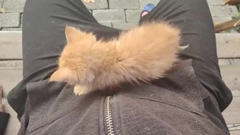 The kitten wanted to crawl into its owner's pocket