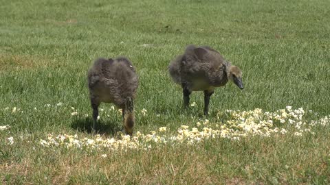 two young canada geese feeding on popcorn in the park