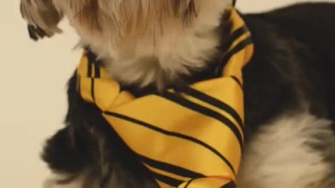 All Dressed up Dog