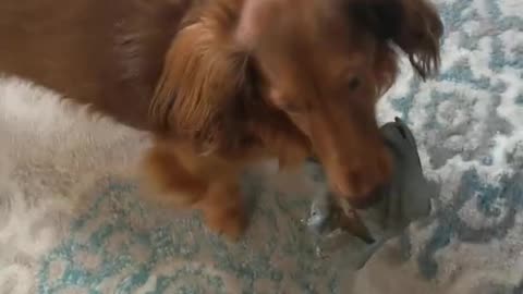 Funny Dog - Dachshund - Dog Playing - Dog Videos - Weiner Dog