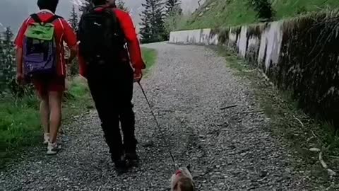 A Siamese cat enjoys hiking with his family