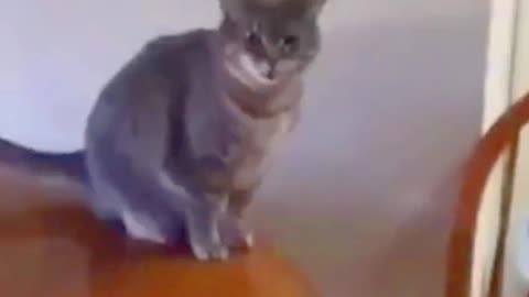 01_ compilation of cute and funny #Shorts cat videos