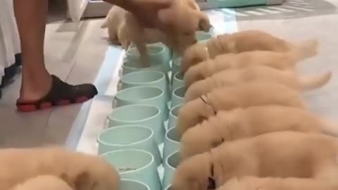 Beautiful golden dog videos